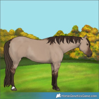 Horse Color:Liver Red Dun Rabicano 