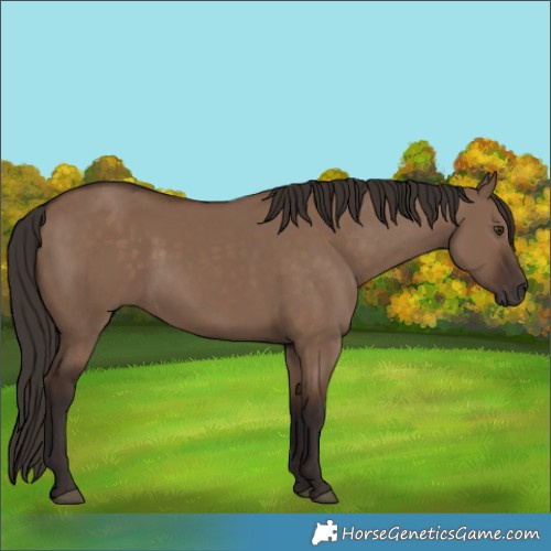 Horse Color:Liver Red Dun Rabicano 