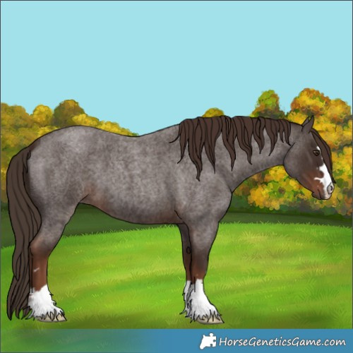 Horse Color:Liver Red Roan 