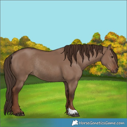 Horse Color:Liver Red Dun Rabicano 