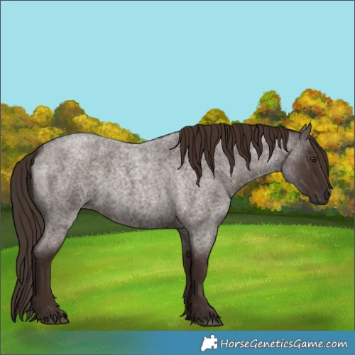 Horse Color:Liver Red Roan 