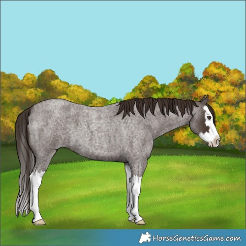 Horse Color:Liver Red Roan Splash 