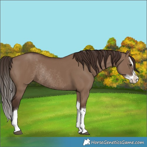 Horse Color:Liver Red Dun Splash Rabicano 