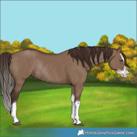 Horse Color:Liver Red Dun Splash Rabicano 