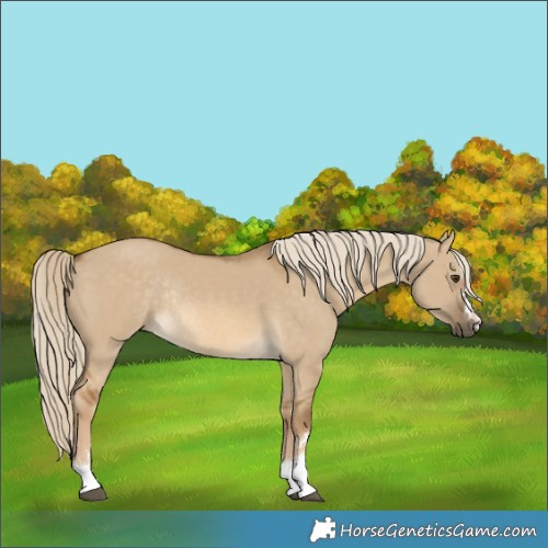 Horse Color:Chocolate Palomino Dun Rabicano 