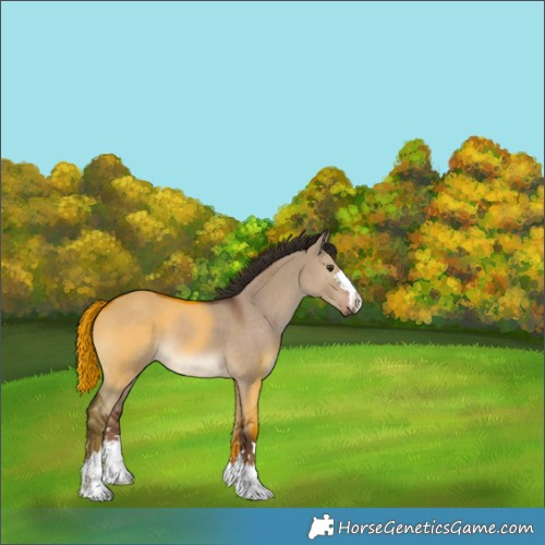 Horse Color:Liver Red Dun 