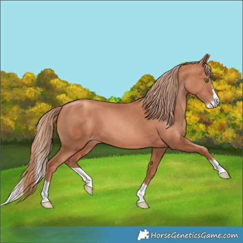Horse Color:Gold Champagne Splash 