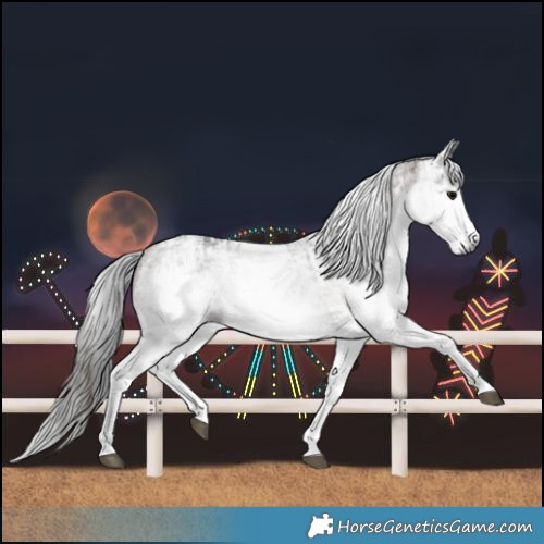 Horse Color:Gray White Spotted Black  and Gray White Spotted Bay 