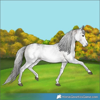 Horse Color:Gray White Spotted Black  and Gray White Spotted Bay 