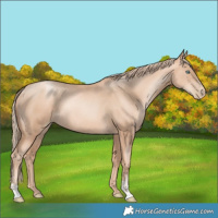 Horse Color:Gold Champagne Pearl Rabicano and Gold Champagne Pearl Rabicano