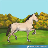 Horse Color:Bay Dun