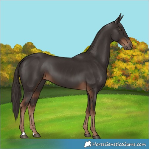 Horse Color:Liver Chestnut 