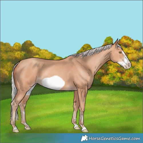 Horse Color:Silver Amber Champagne Frame 
