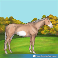 Horse Color:Silver Amber Champagne Frame 