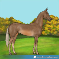 Horse Color:Chocolate Palomino 