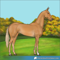 Horse Color:Palomino 