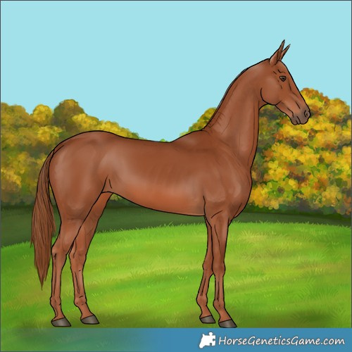 Horse Color:Chestnut Rabicano 