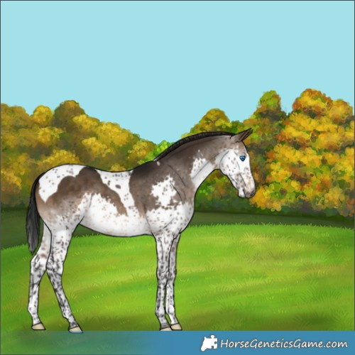 Horse Color:Gray Brown Dun Splash Tobiano 
