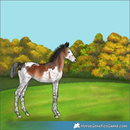 Horse Color:Gray Brown Splash Tobiano Appaloosa 