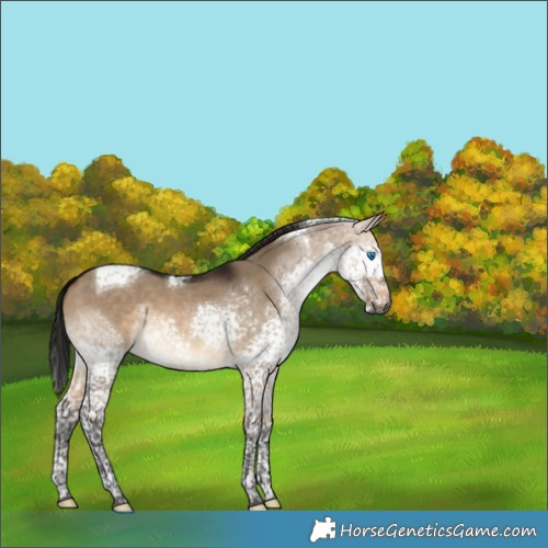 Horse Color:Gray Brown Dun Splash Tobiano 