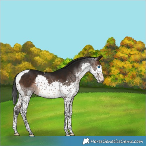 Horse Color:Gray Brown Splash Tobiano Varnish 