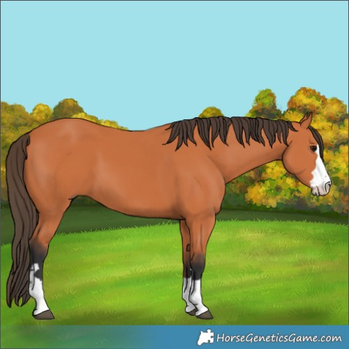 Horse Color:Bay 