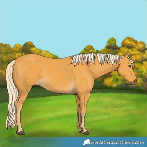 Horse Color:Palomino 