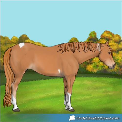 Horse Color:Chestnut Tobiano 