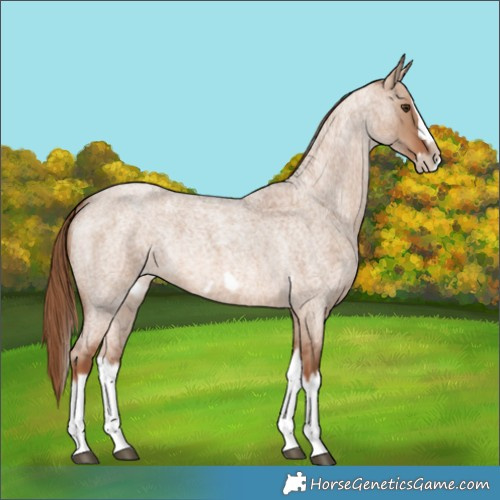 Horse Color:Red Dun Roan Splash Frame Rabicano 