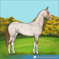 Horse Color:Red Dun Roan Splash Frame Rabicano
