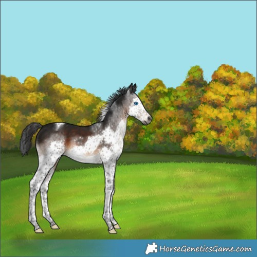 Horse Color:Gray Brown Splash Tobiano 