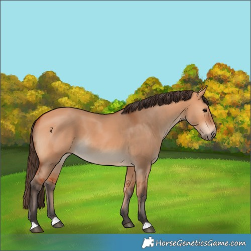 Horse Color:Bay Dun 