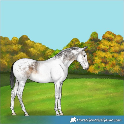 Horse Color:Gray Brown Dun Splash Tobiano Appaloosa
