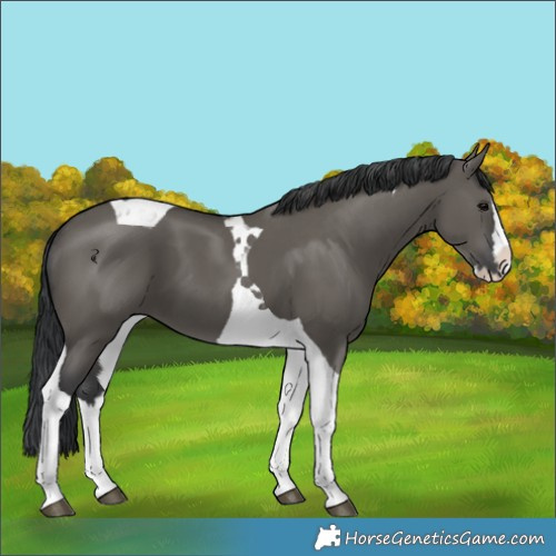 Horse Color:Grullo Splash Tobiano 