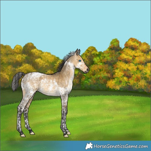 Horse Color:Gray Buckskin Dun Splash Tobiano 
