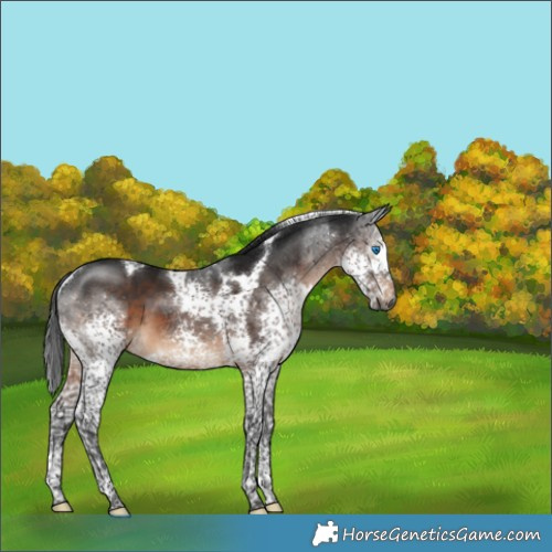 Horse Color:Gray Brown Splash Tobiano 