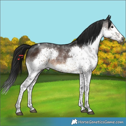 Horse Color:Gray Brown Splash Tobiano 