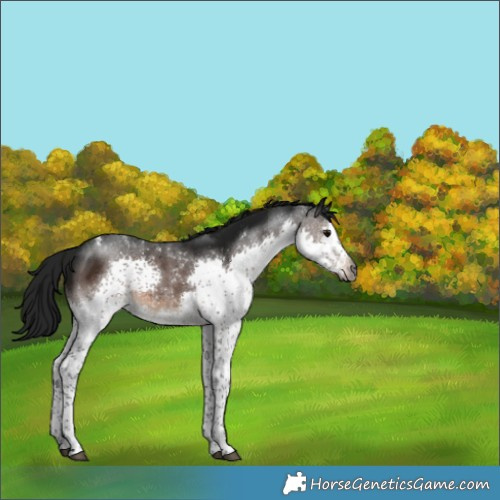 Horse Color:Gray Brown Splash Tobiano