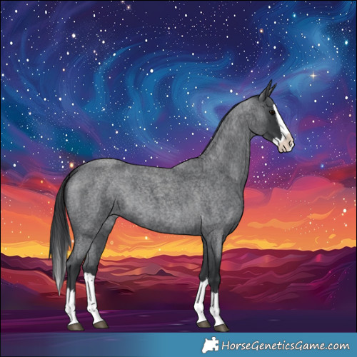Horse Color:Blue Roan Splash 