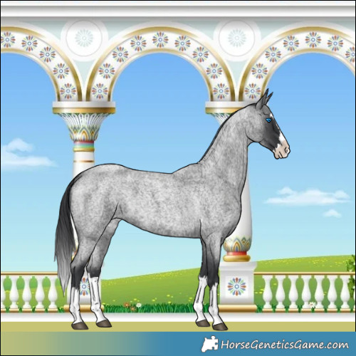Horse Color:Blue Roan Splash 