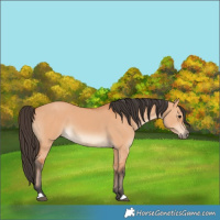 Horse Color:Bay Dun
