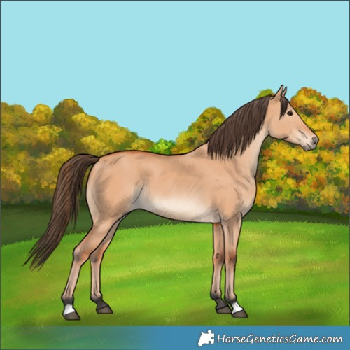 Horse Color:Bay Dun 