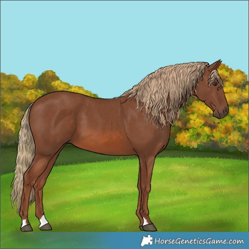 Horse Color:Chestnut 