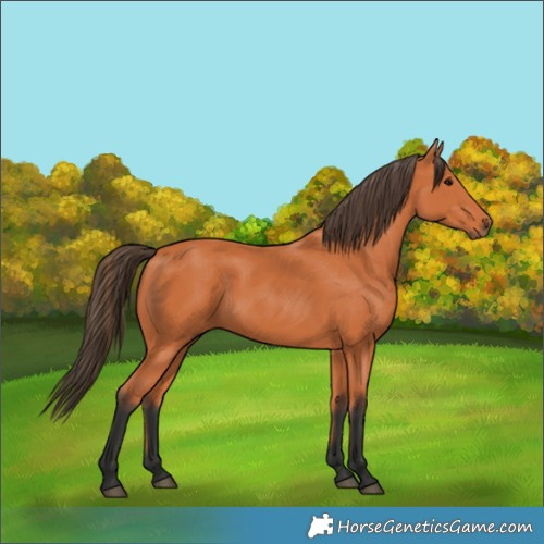 Horse Color:Bay Rabicano 