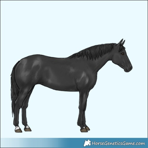 Horse Color:Black 