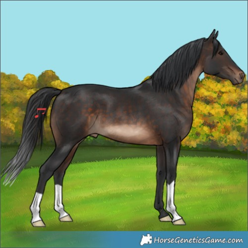 Horse Color:Brown 