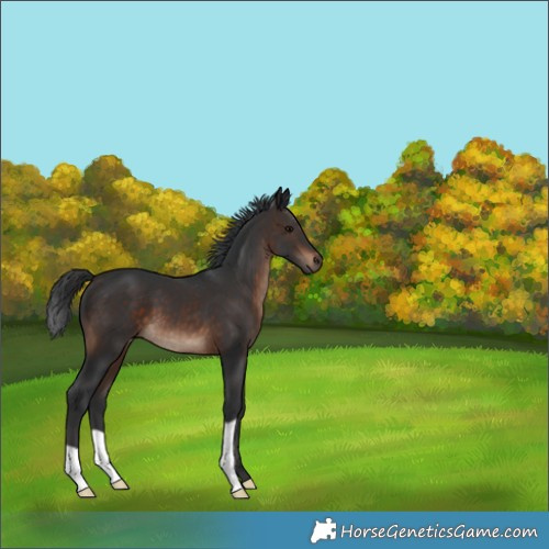 Horse Color:Brown 