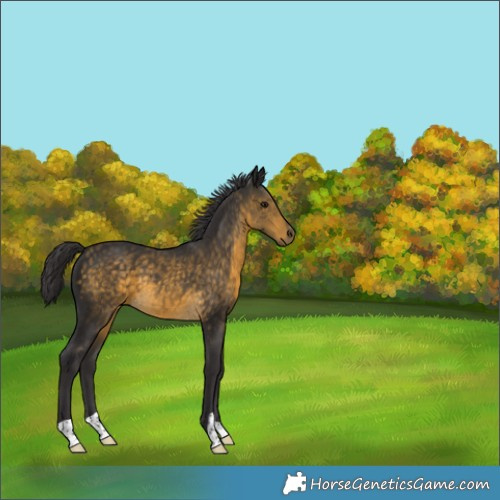 Horse Color:Buckskin 
