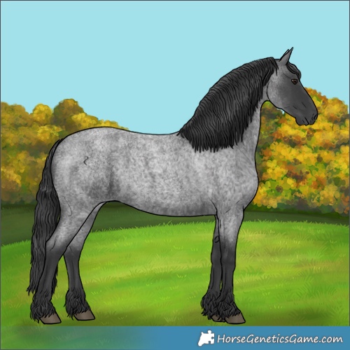 Horse Color:Blue Roan 