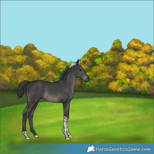 Horse Color:Black Tobiano 